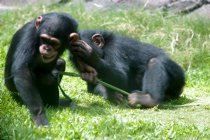 Mahale Mountain Chimpanzees