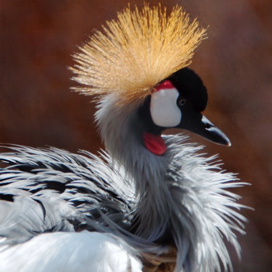 Crowned Crane