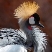 Crowned Crane