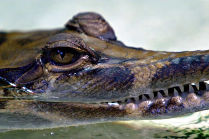 False Gharial