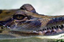 False Gharial