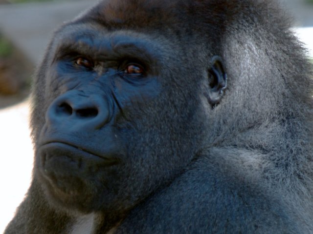 Gorilla