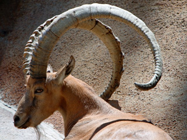 Nubian Ibex