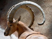 Nubian Ibex