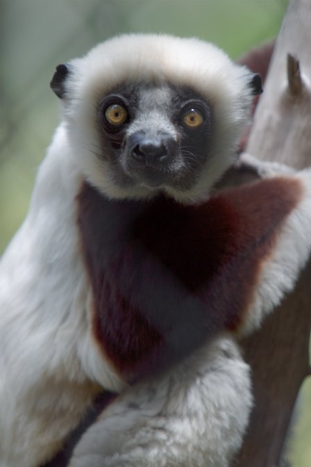 Lemur