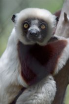 Lemur