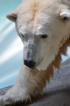 Polar Bear again