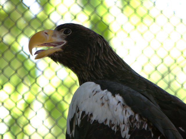 Steller's Sea Eagle
