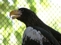 Steller's Sea Eagle