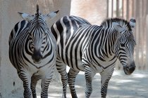 Grant's Zebras