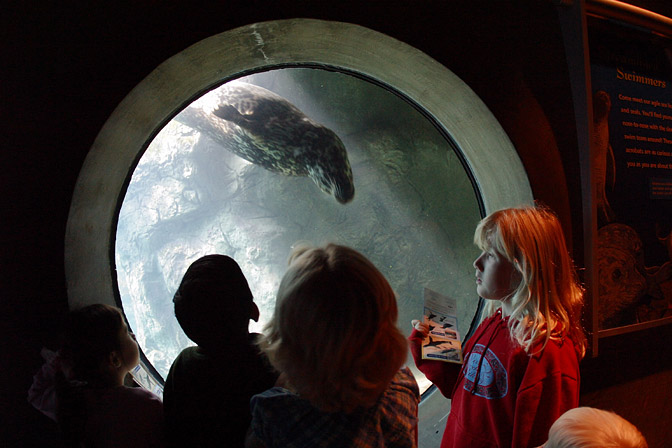 Leopard Seal