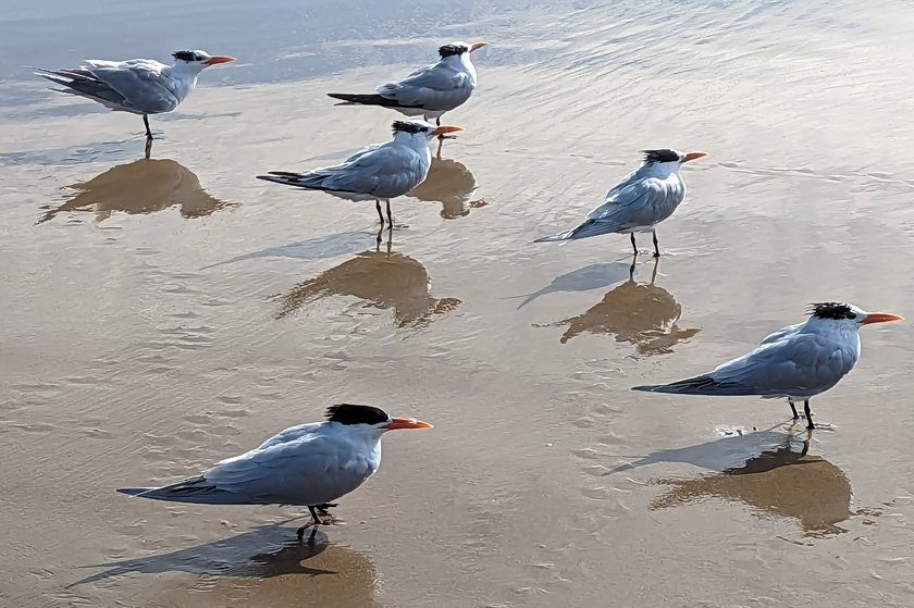 Royal Terns