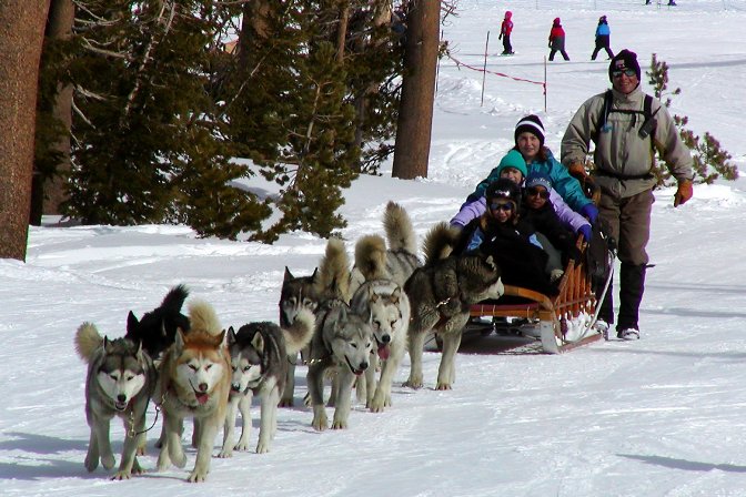 Dog sled