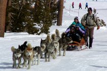 Dog sled