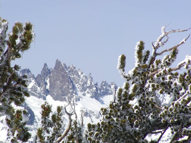 Minaret view through trees