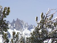 Minaret view through trees