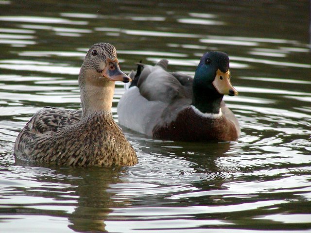 Obligatory Ducky Shot