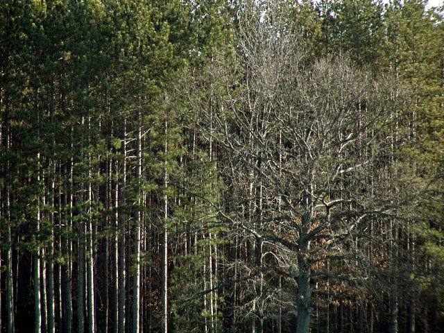 Below the Amherst soccer field