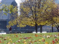 Park lawn with fallen leaves