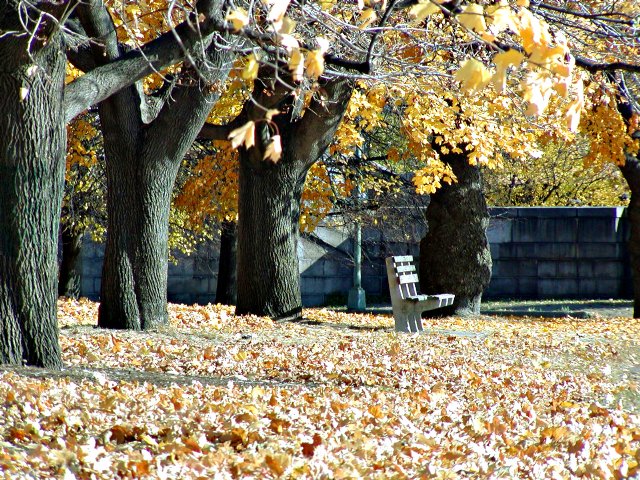 Park bench