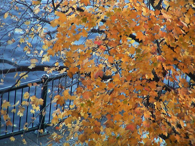 Leaves, water, guardrail
