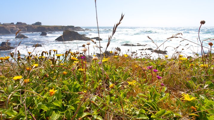 Blufftop Flowers, II