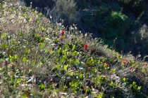Castilleja Mendocinensis