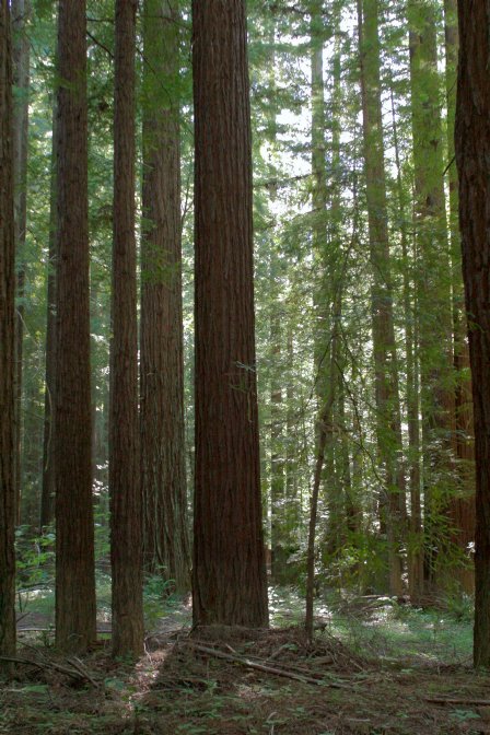 Navarro River Redwoods