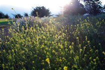 Soccer Field Mustard
