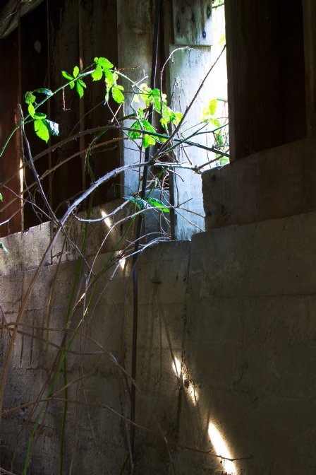 Window with blackberry vine