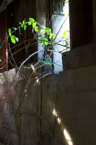 Window with blackberry vine