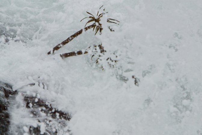 Kelp Stalks in the Surf, I