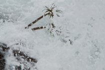 Kelp Stalks in the Surf, I