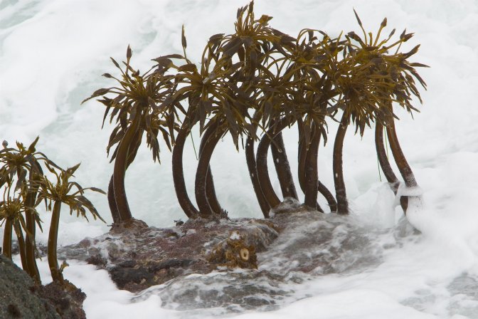 Kelp Stalks in the Surf, II