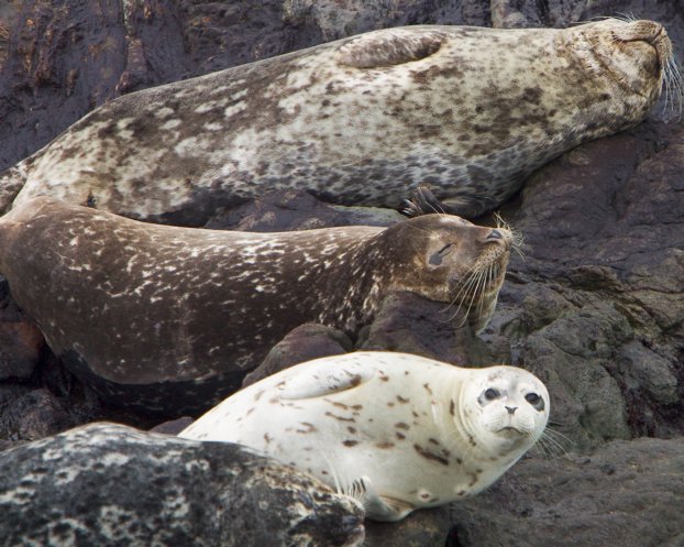 Seals