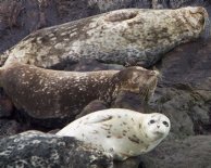 Seals