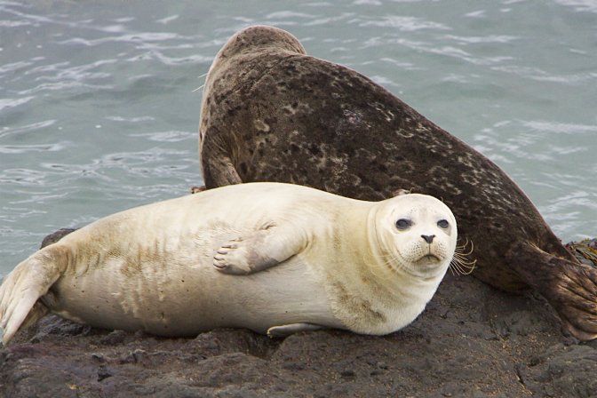 More Seals