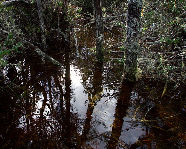 Mossy pool