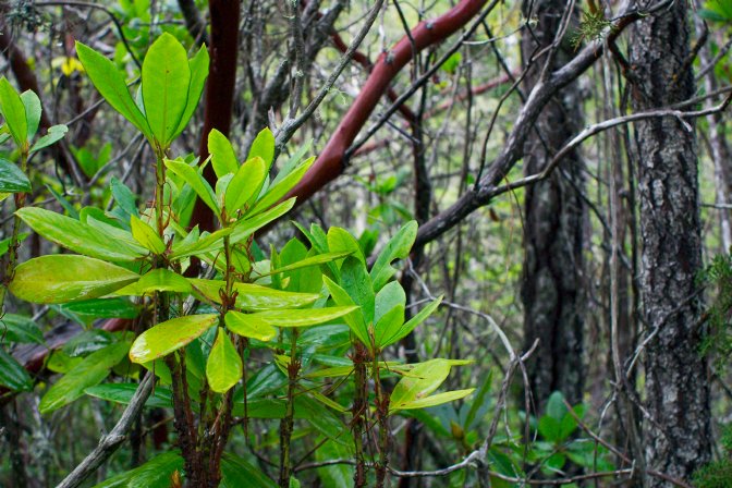 Rhododendron