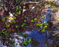 Rhododendron sprouts