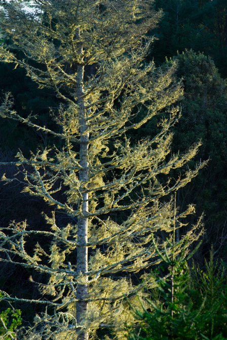 Afternoon light in Jack Peters Canyon