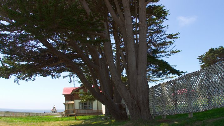 Lighthouse From Cottages
