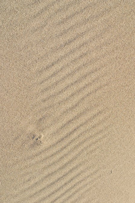 Pudding Creek Sand, I