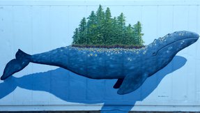 Nicola Beatts Gray Whale Island