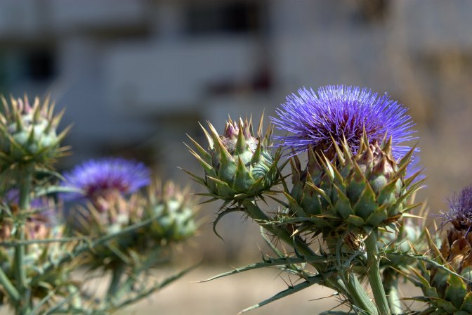 Thistle behind Verano housing