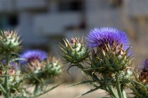 Thistle behind Verano housing