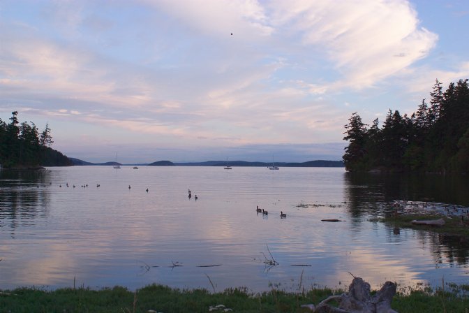 Buck Bay, with geese