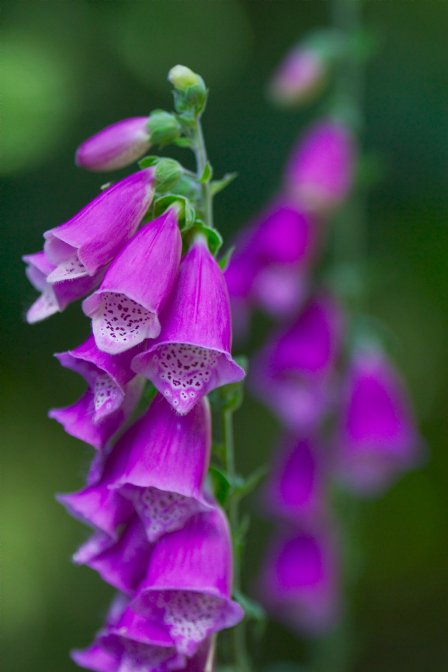 Foxgloves