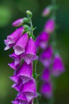 Foxgloves