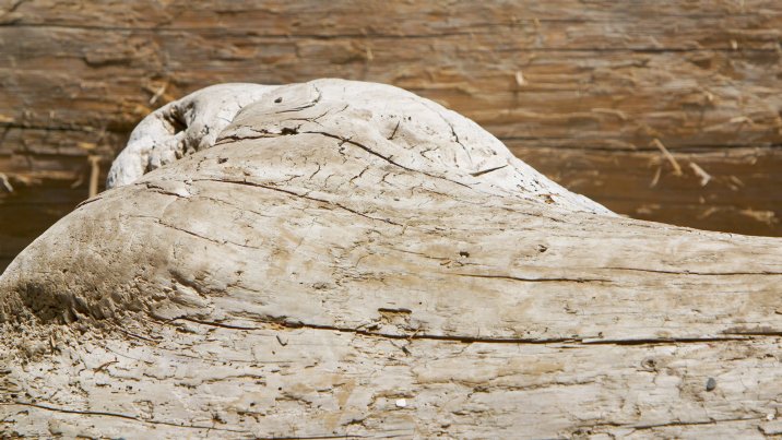 Driftwood